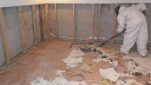 Basement Putback and Mold Removal
