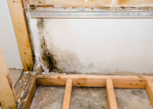 Remove Mold Drywall Pittsburgh
