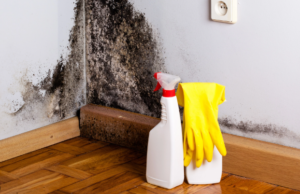 Remove Mold from Walls Pittsburgh