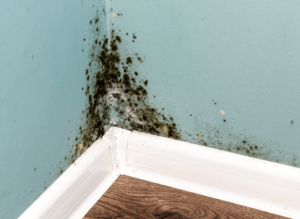 Kill and remove mold on walls